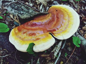 Close-up of mushroom