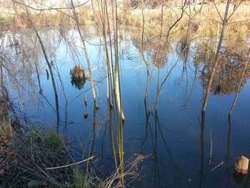 Reflection of trees in water