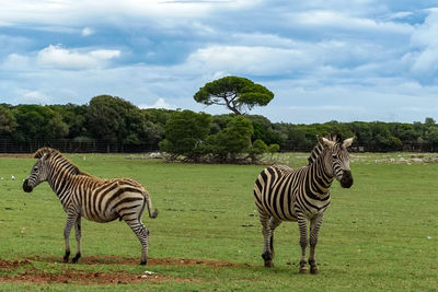 Zebras on field against sky