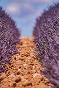 Close-up of purple flowering plants on field