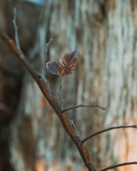 Close-up of dried plant