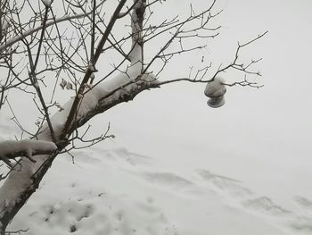 Low angle view of bare tree against clear sky