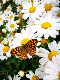 Close-up of butterfly pollinating on flower