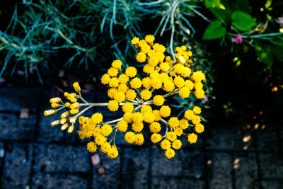 Close-up of tansy blooming on plant