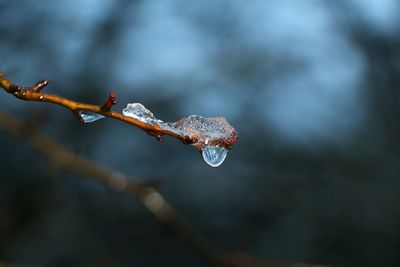 Close-up of water drop and frost on stem