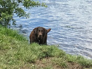 Portrait of dog in lake