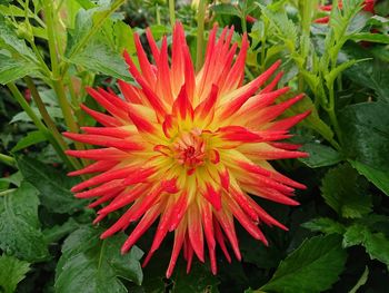 Close-up of red flower