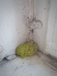 High angle view of plant on wall