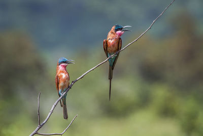 Close-up of birds perching on twig