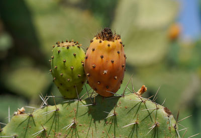 Close-up of prickly pear cactus