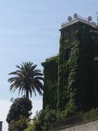 Low angle view of palm trees