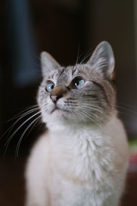 Close-up portrait of a cat looking away