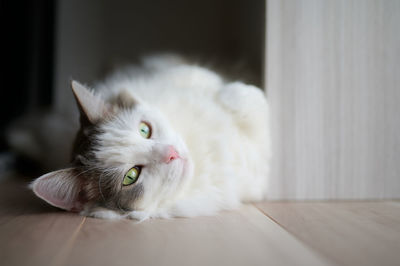 White cat lying on floor at home