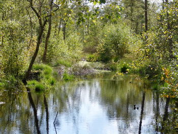 Scenic view of lake in forest