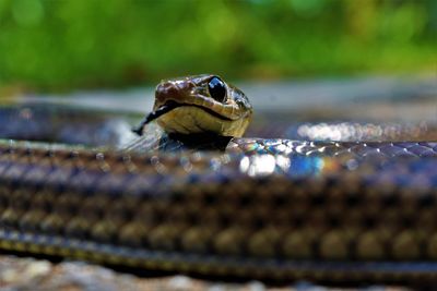 Close-up of lizard