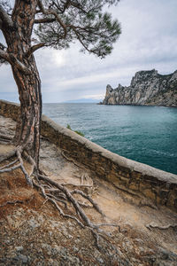 Relict pine on a rocky seashore close to cape kapchik, noviy svet, crimea