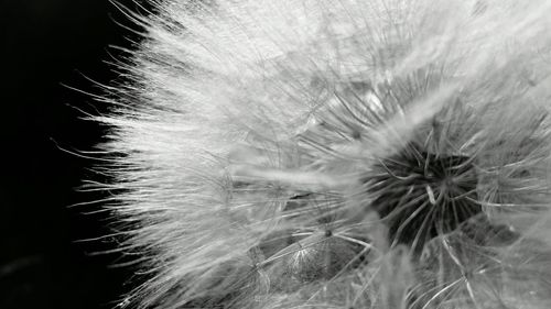 Close-up of dandelion