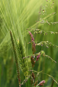 Close-up of plant growing on field