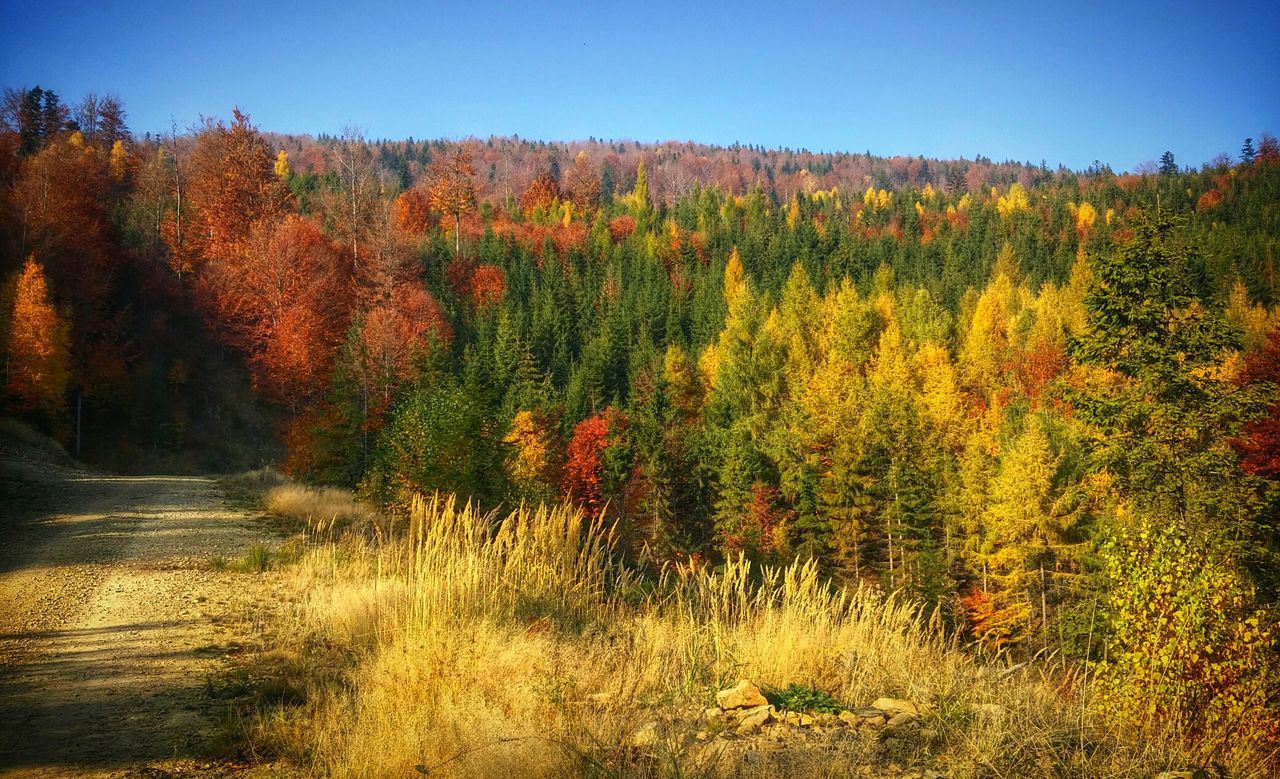 clear sky, beauty in nature, tranquil scene, tree, tranquility, growth, autumn, scenics, nature, landscape, field, change, orange color, season, yellow, plant, non-urban scene, idyllic, sunlight, grass