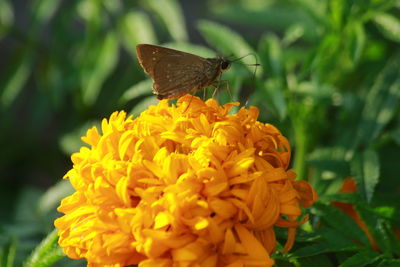 Close-up of butterfly pollinating on flower