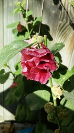 Close-up of pink rose