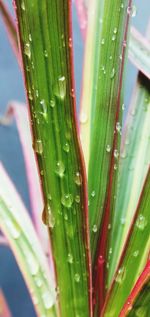 Close-up of raindrops on leaf