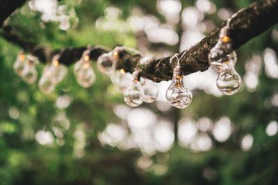 Close-up of light bulbs on branch