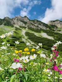 Scenic view of flowering plants on field by mountains against sky