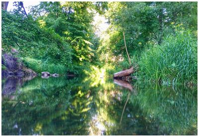 Duck swimming in lake by trees in forest