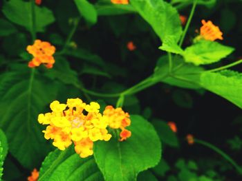 Close-up of yellow flower