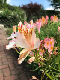 Close-up of pink flowers