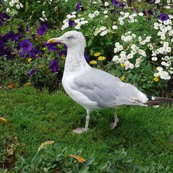 Seagull on a field