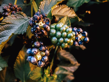 Close-up of berries growing on tree