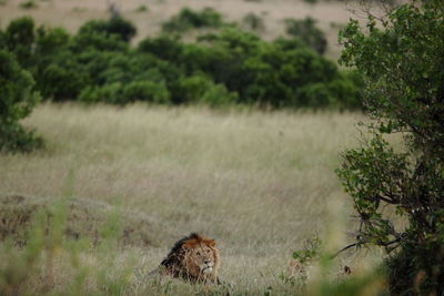 View of a cat on field