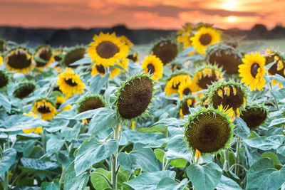 Close-up of sunflowers against sky during sunset