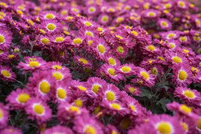 Full frame shot of purple flowers blooming outdoors