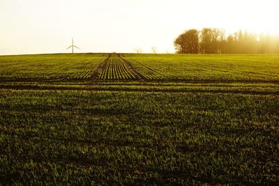 Scenic view of agricultural field against clear sky