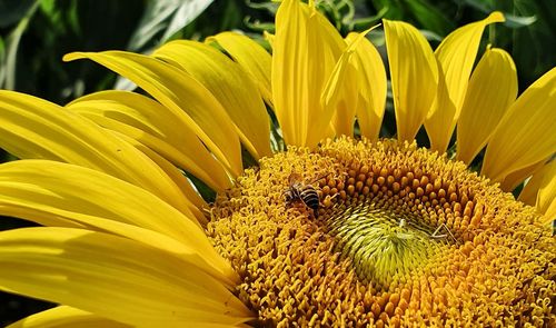 Close-up of yellow sunflower