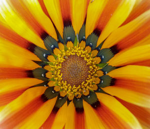 Close-up of yellow flower pollen