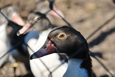 Close-up of duck