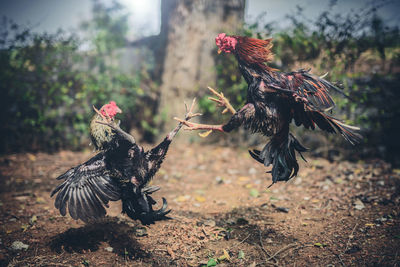Close-up of roosters fighting