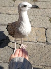 Close-up of hand holding seagull