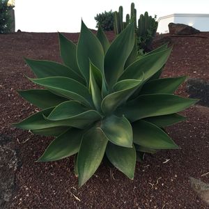 High angle view of succulent plant on field