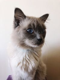 Close-up of cat looking away