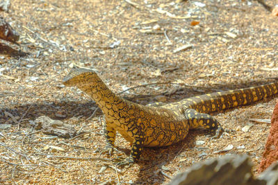 High angle view of lizard on land