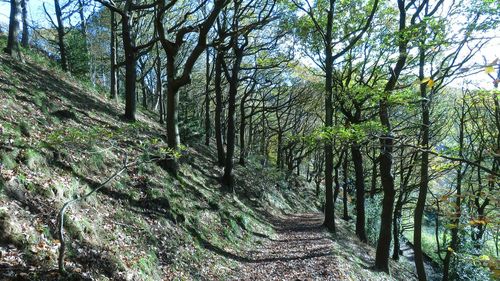 Trees in forest