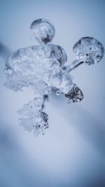 Close-up of frozen plant against sky