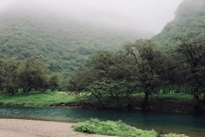Trees by river in forest
