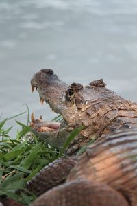 Side view of a turtle in the lake