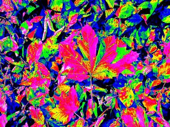 Full frame shot of multi colored leaves